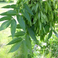 بذر درخت زبان گنجشک